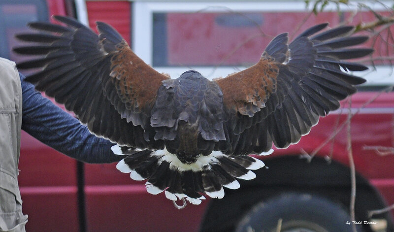 Falcon with Spread Wings — Black