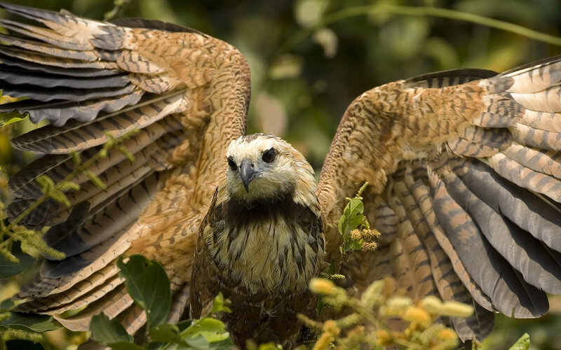 Falcon with Spread Wings — Brown