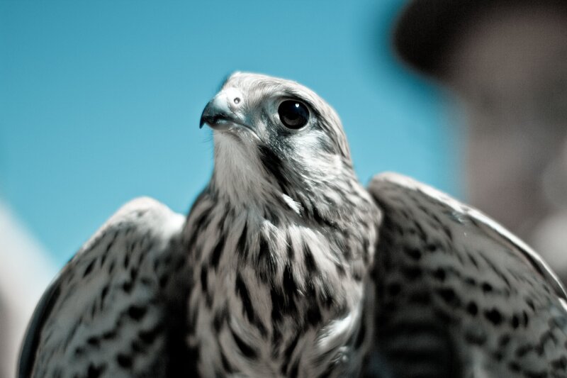 Falcon with Spread Wings — Gray, Intense, Afternoon