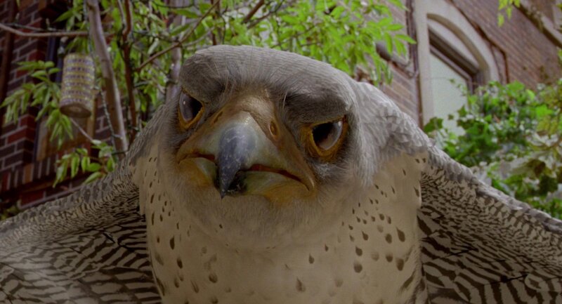 Falcon with Spread Wings — Gray, Intense
