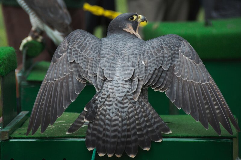Falcon with Spread Wings — Gray