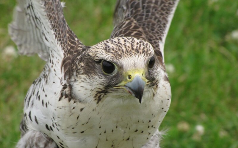 Falcon with Spread Wings — White, Alert