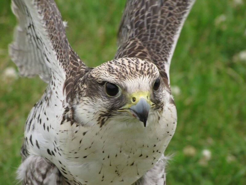Falcon with Spread Wings — White, Intense