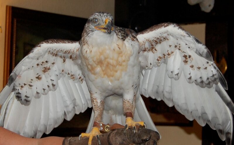 Falcon with Spread Wings — White