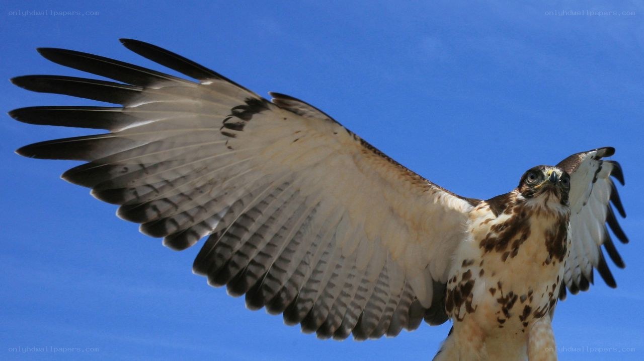 falcon with wings spread