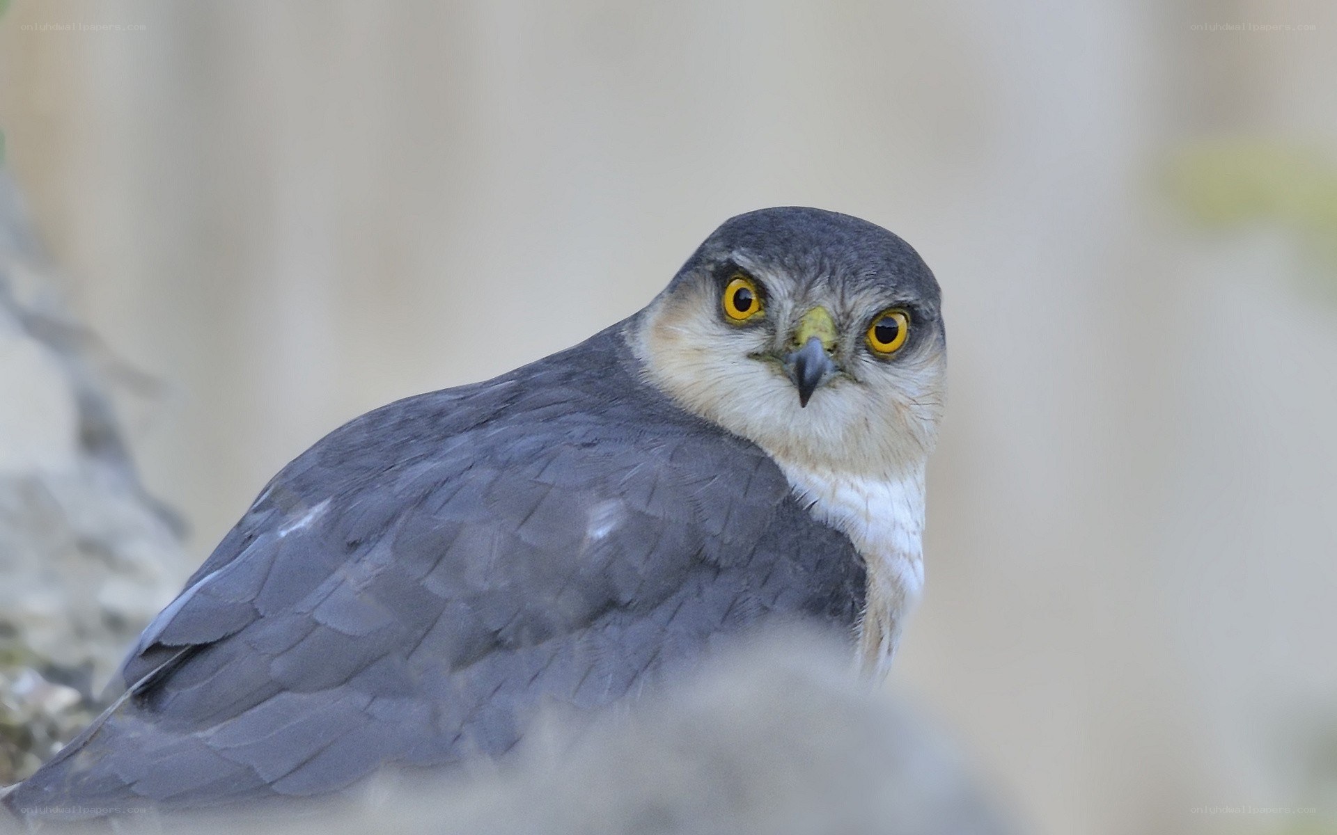 falcon with yellow eyes