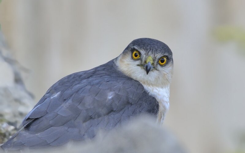 Falcon with Yellow Eyes — Gray, Alert