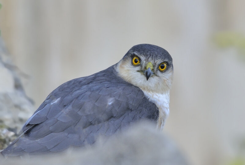 Falcon with Yellow Eyes — Gray