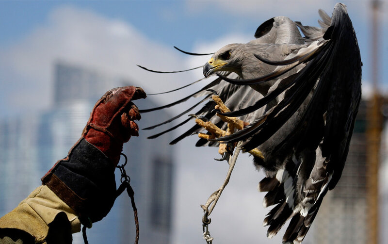 Falconer with a bird of prey