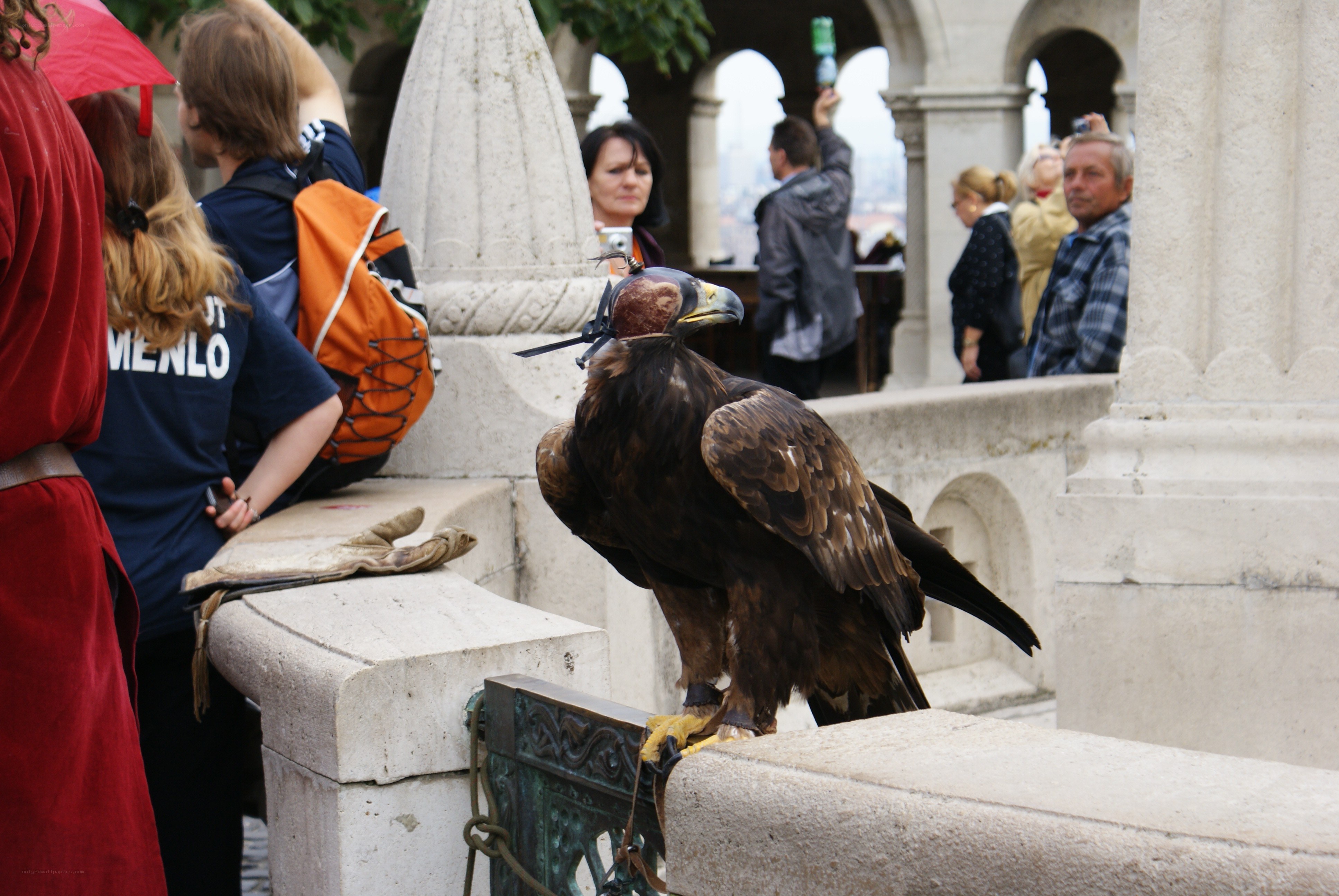 Falconer with a golden eagle