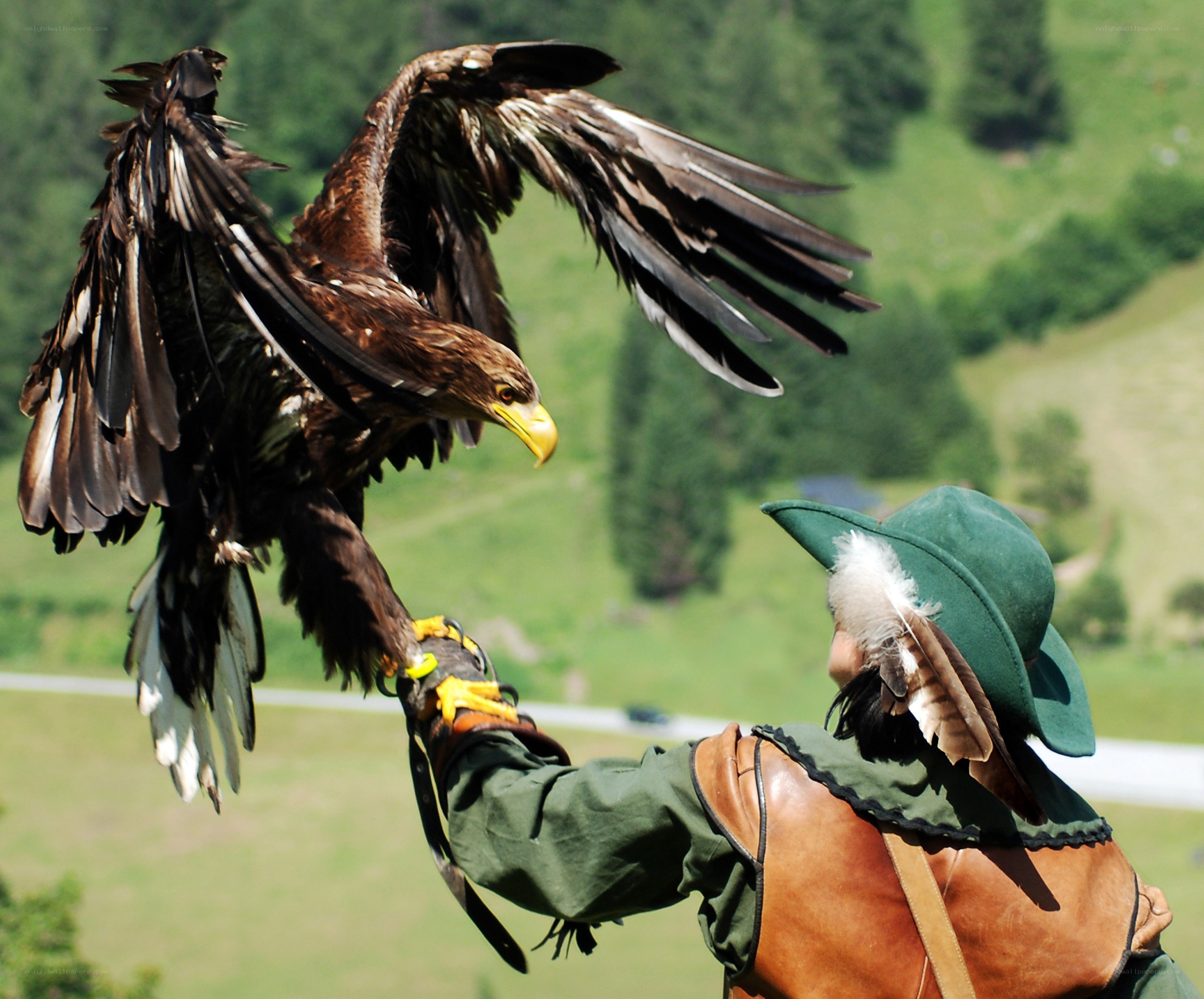 Falconer with a large bird