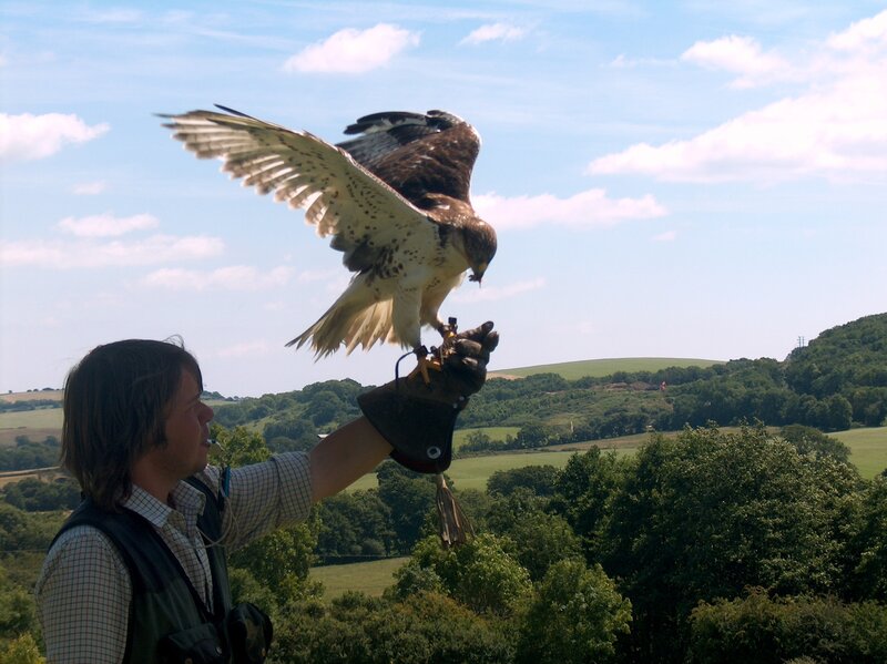 Falconer with bird of prey