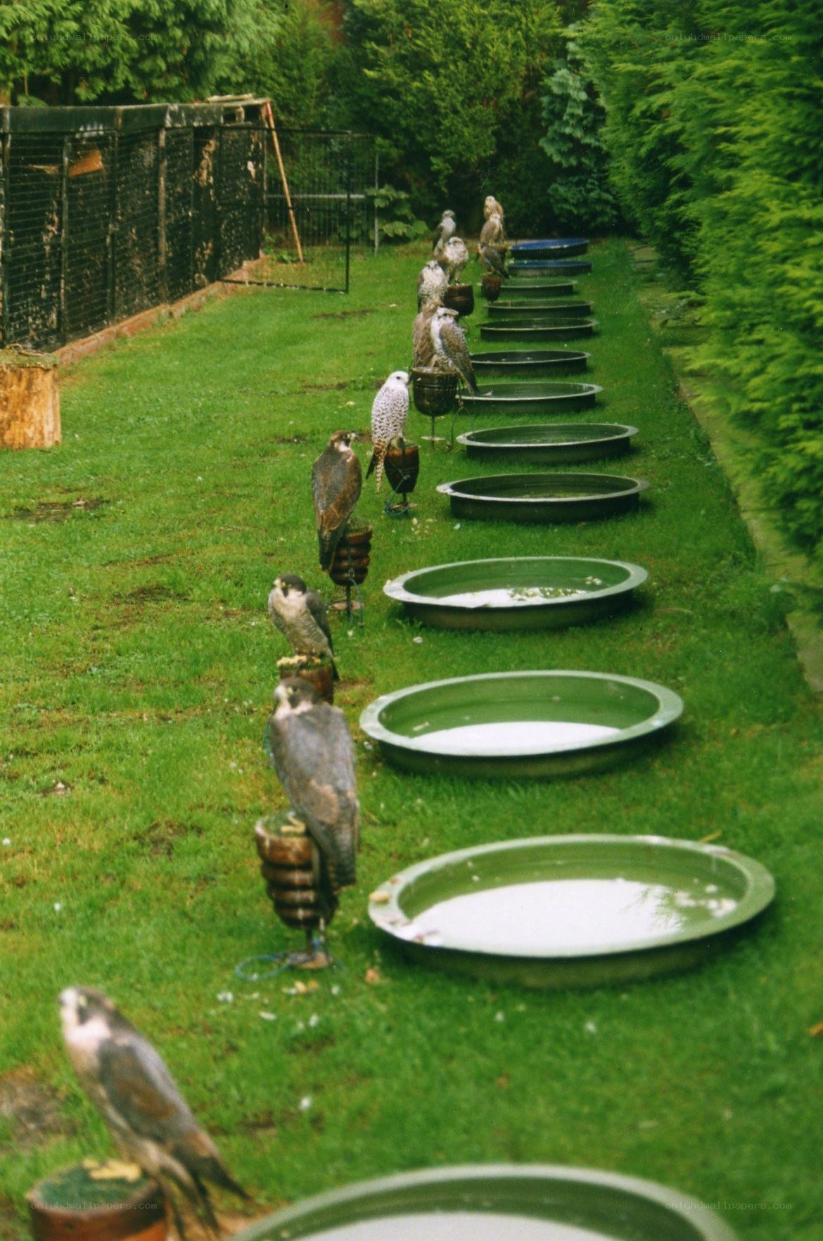 Falcons in a row on perches
