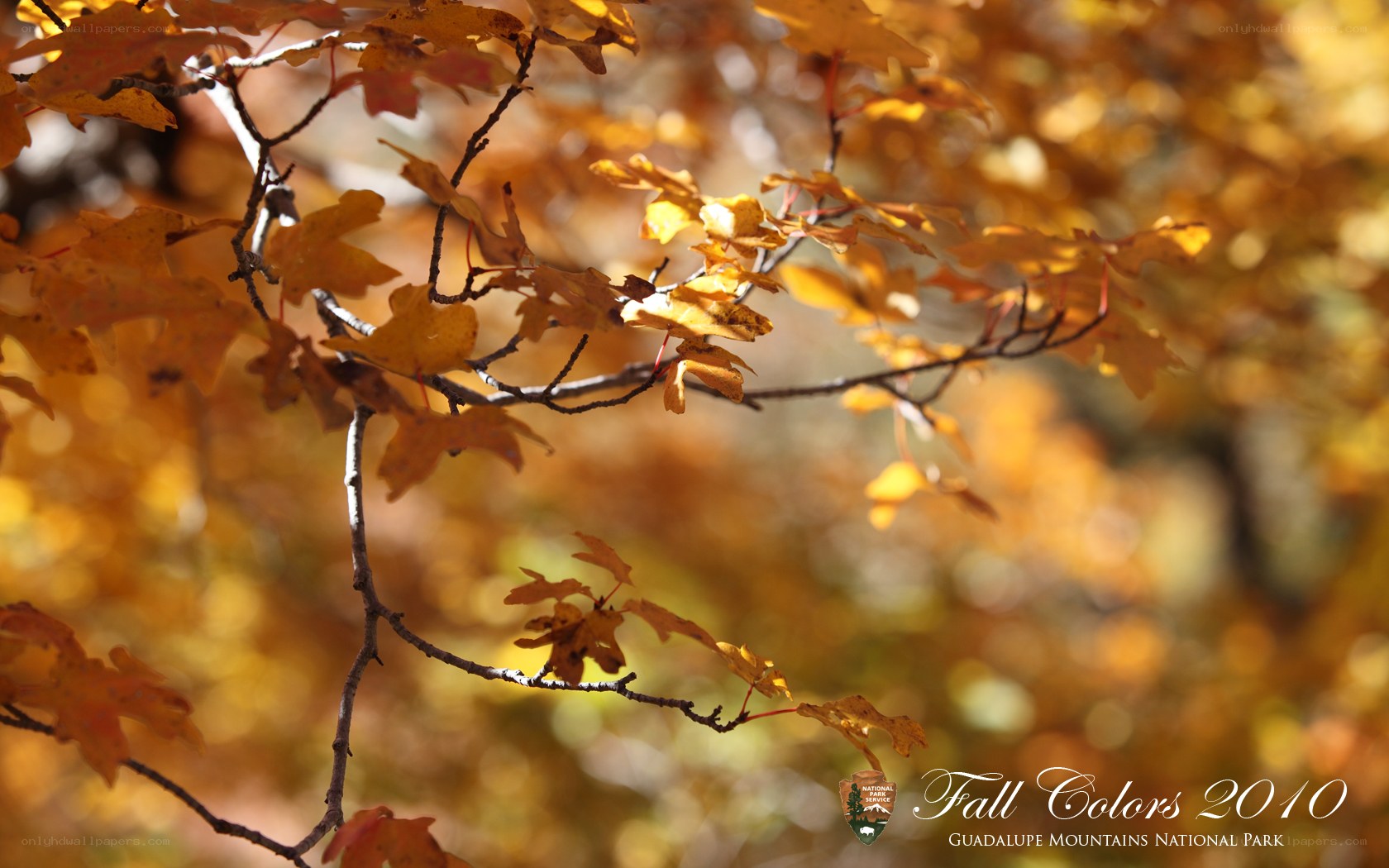 Fall colors in Guadalupe
