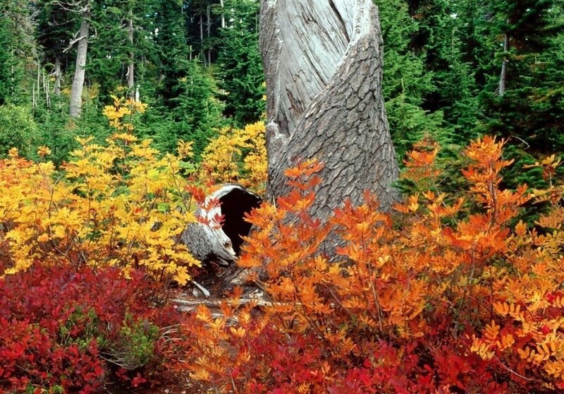 Fall Foliage Around Tree — Orange