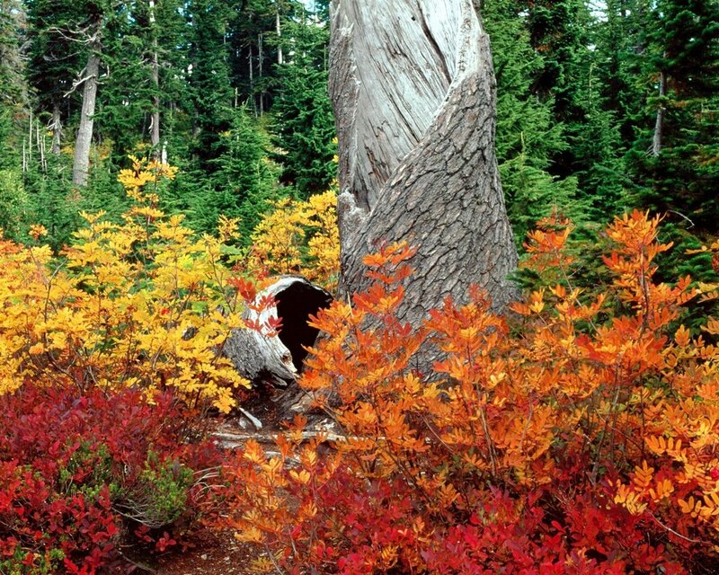 Fall Foliage Around Tree — Red