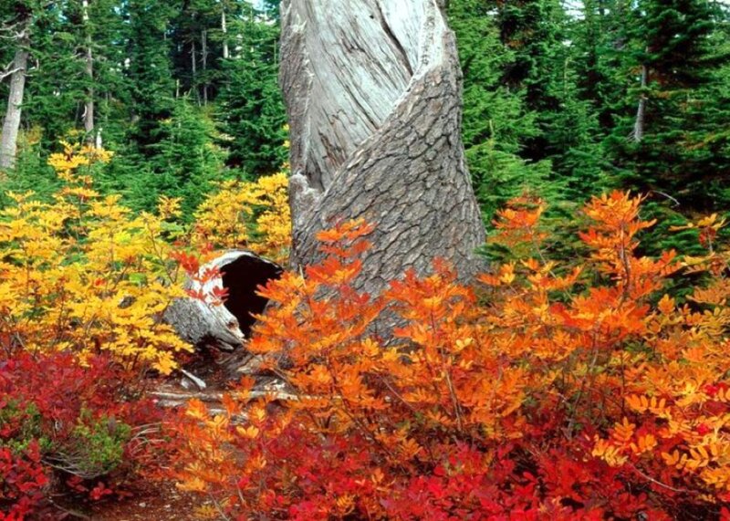 Fall Foliage Around Tree