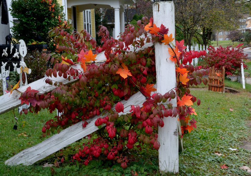 Fall Foliage on Fence
