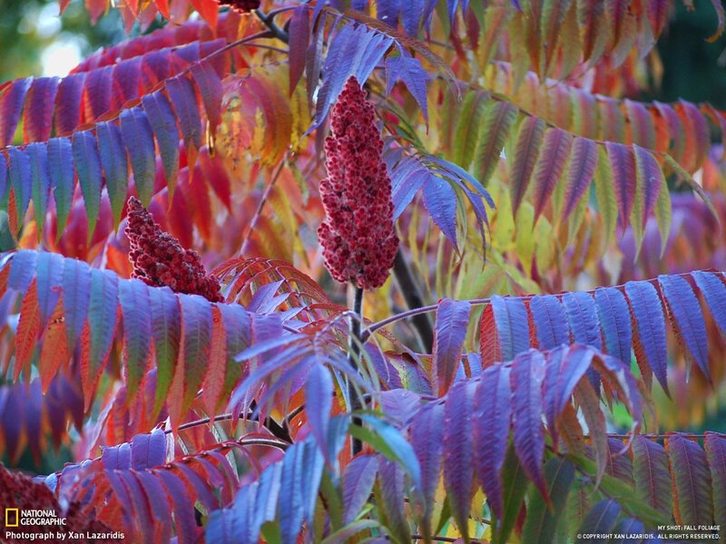 Fall foliage on sumac