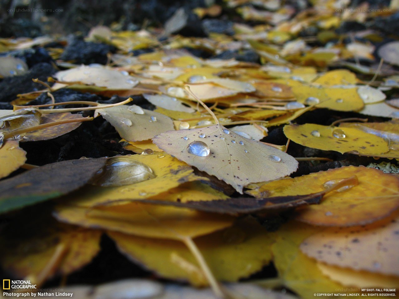 Fall foliage with water droplets