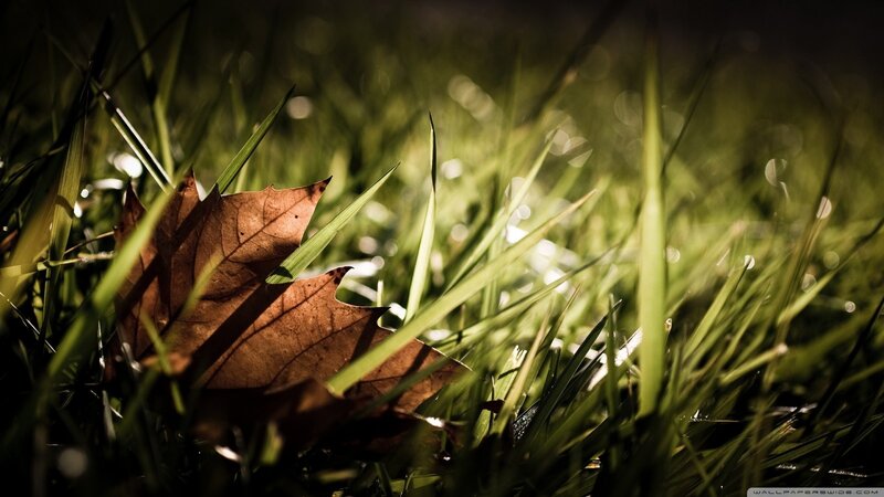 Fall leaf in grass