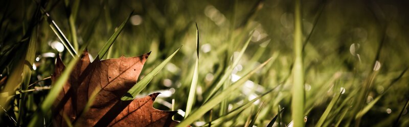 Fall leaf in green grass