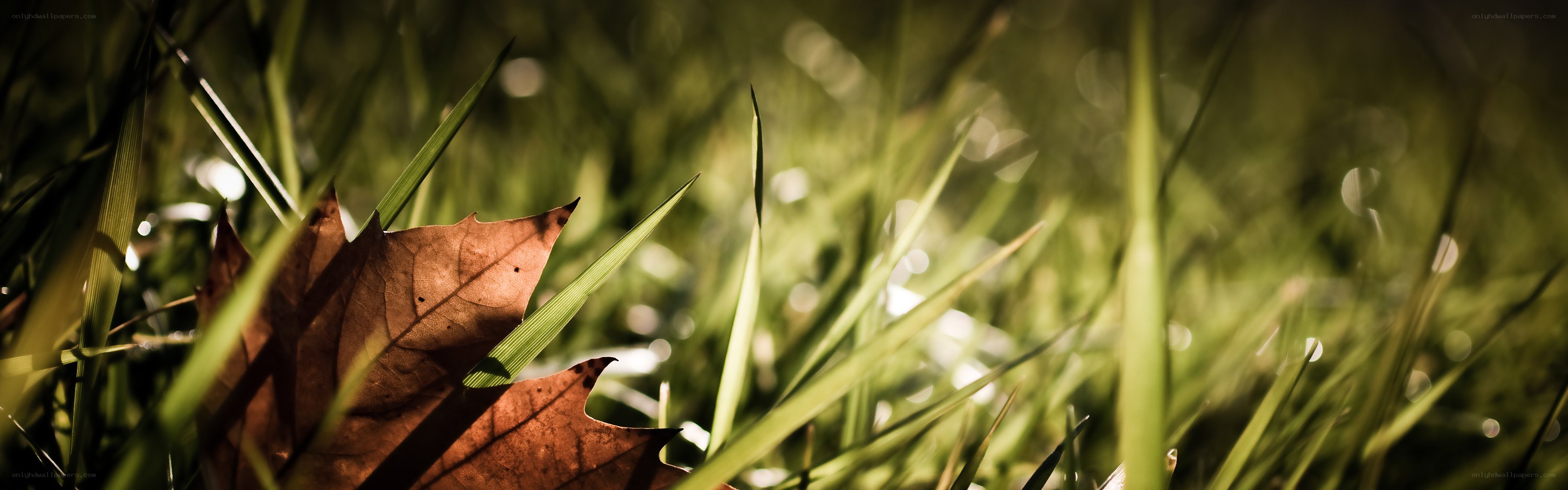 Fall leaf in green grass