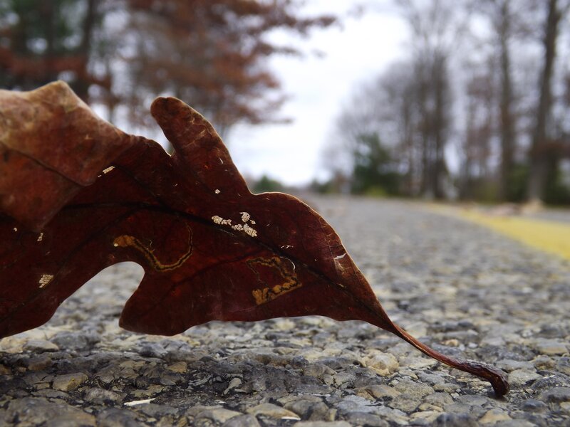 Fall leaf on a road
