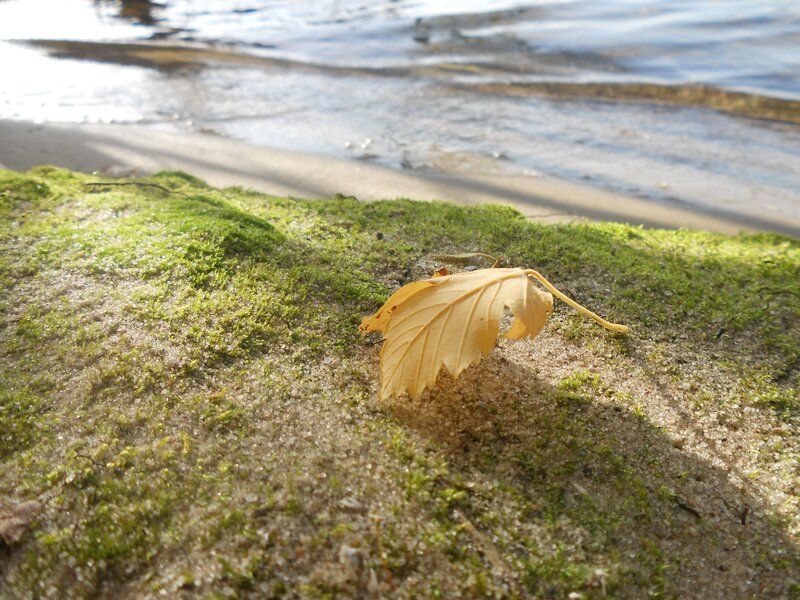 Fall leaf on mossy shore