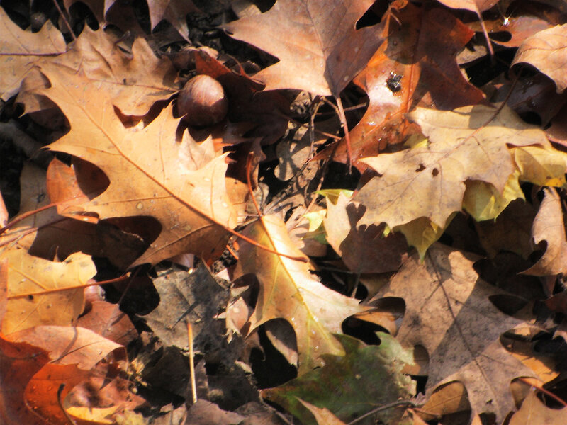 fall leaves and acorn on ground