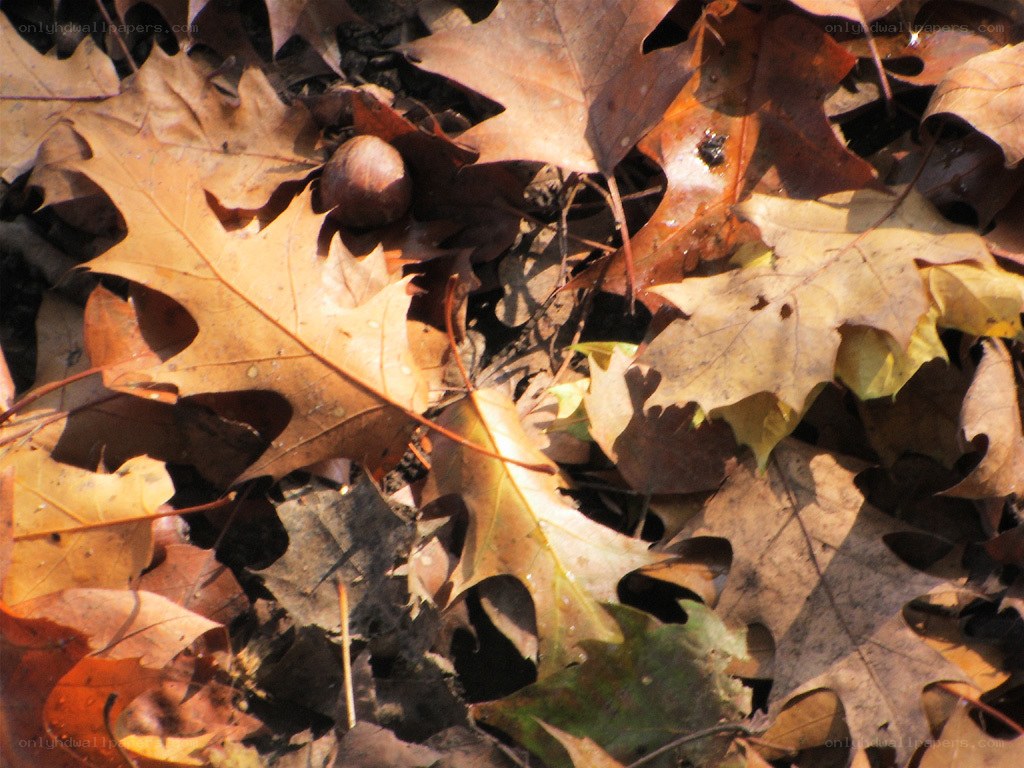 fall leaves and acorn on ground