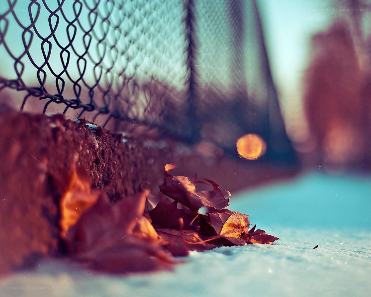 Fall leaves by a fence