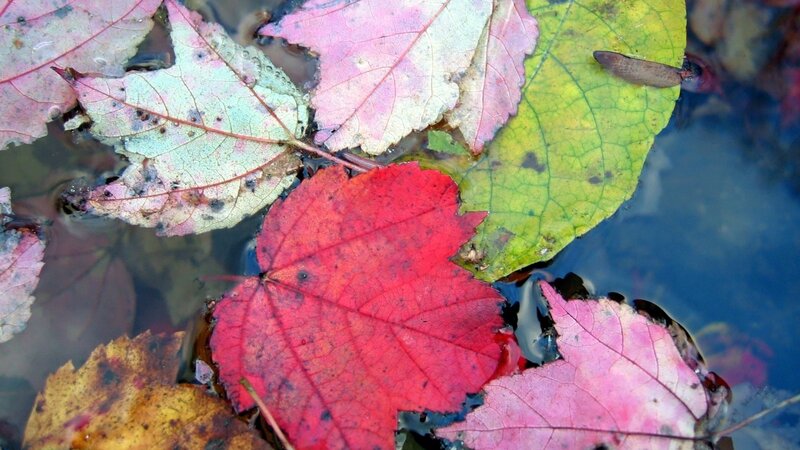 Fall leaves floating in water