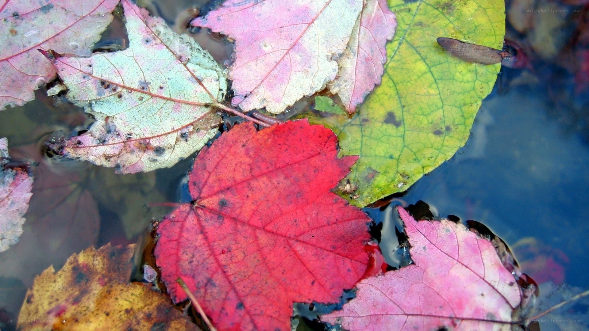 Fall leaves floating in water