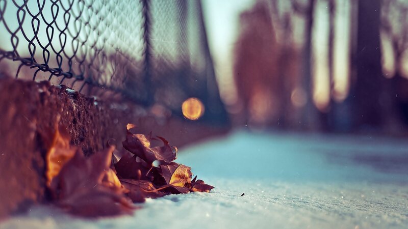 fall leaves in snow