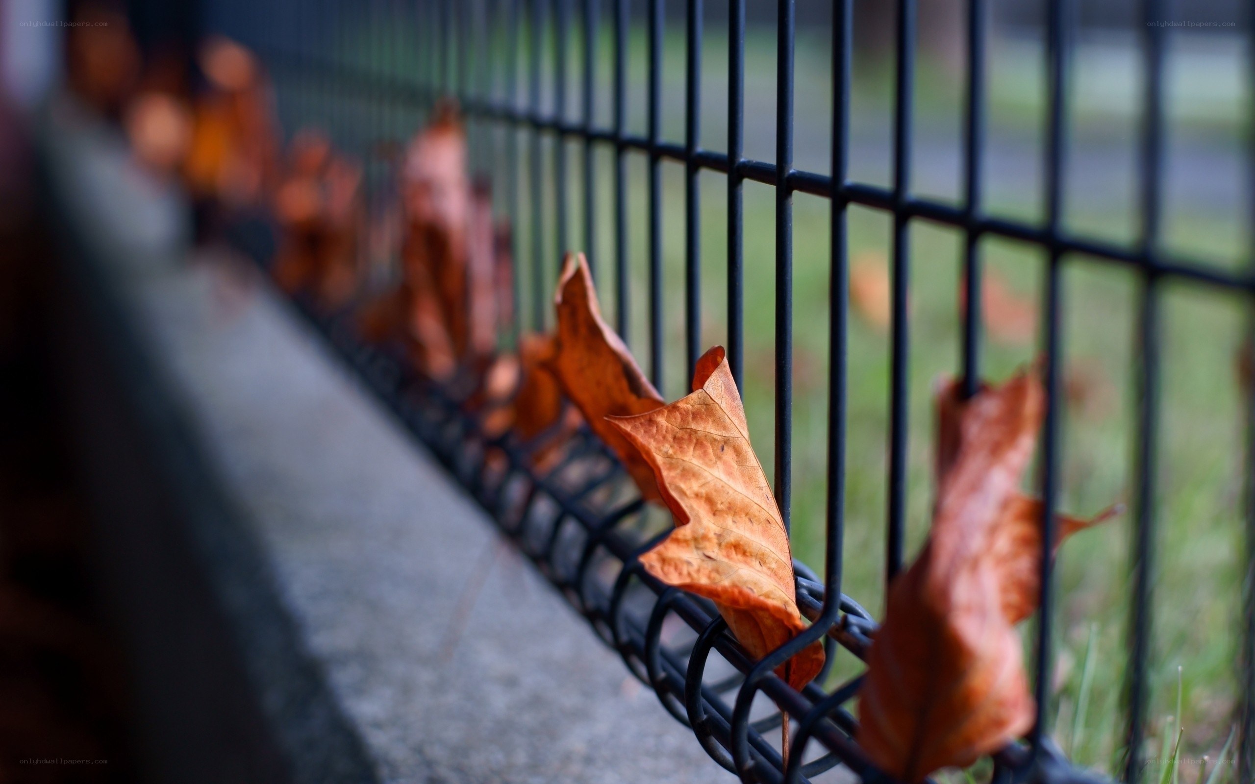 fall leaves on a fence