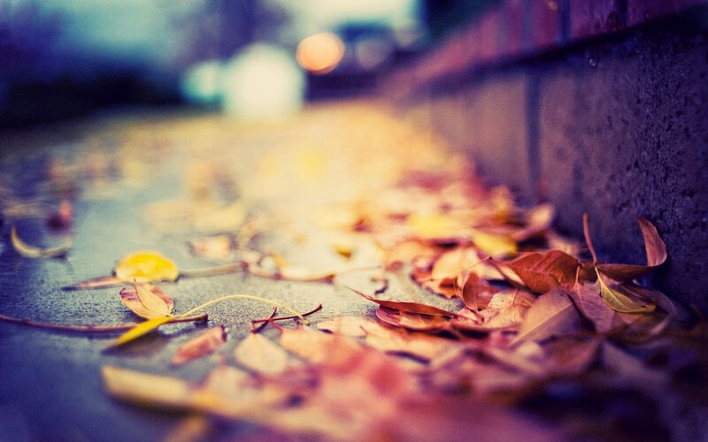 fall leaves on a sidewalk