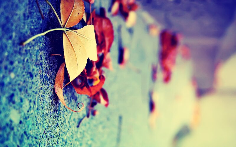 fall leaves on a wall