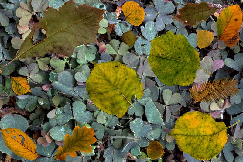 Fall leaves on clover ground