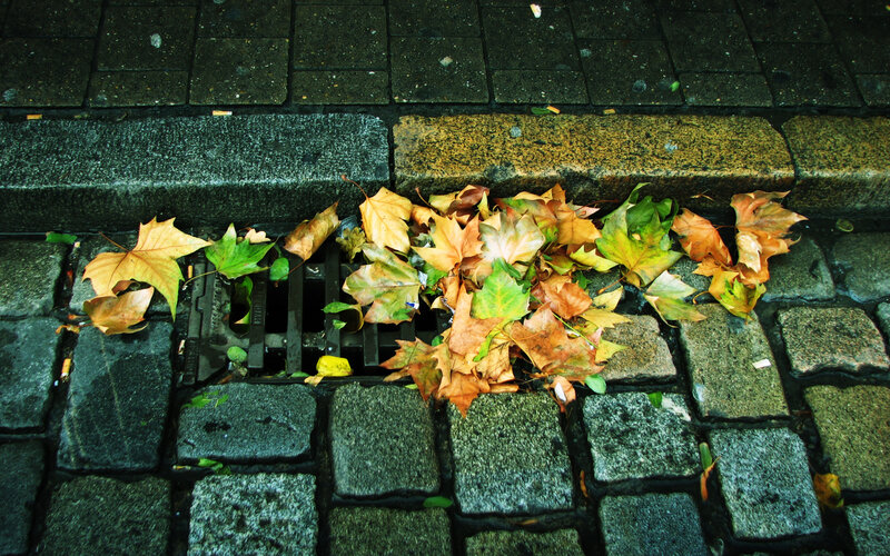 fall leaves on cobblestone street