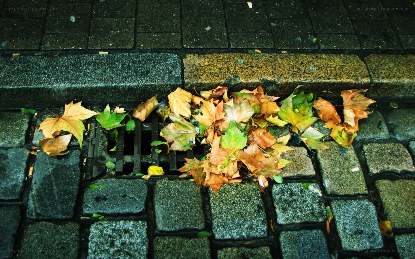 fall leaves on cobblestone street