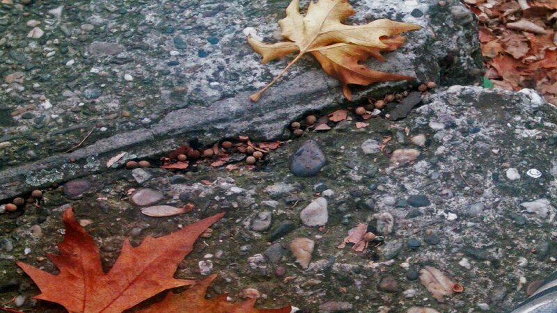 fall leaves on concrete