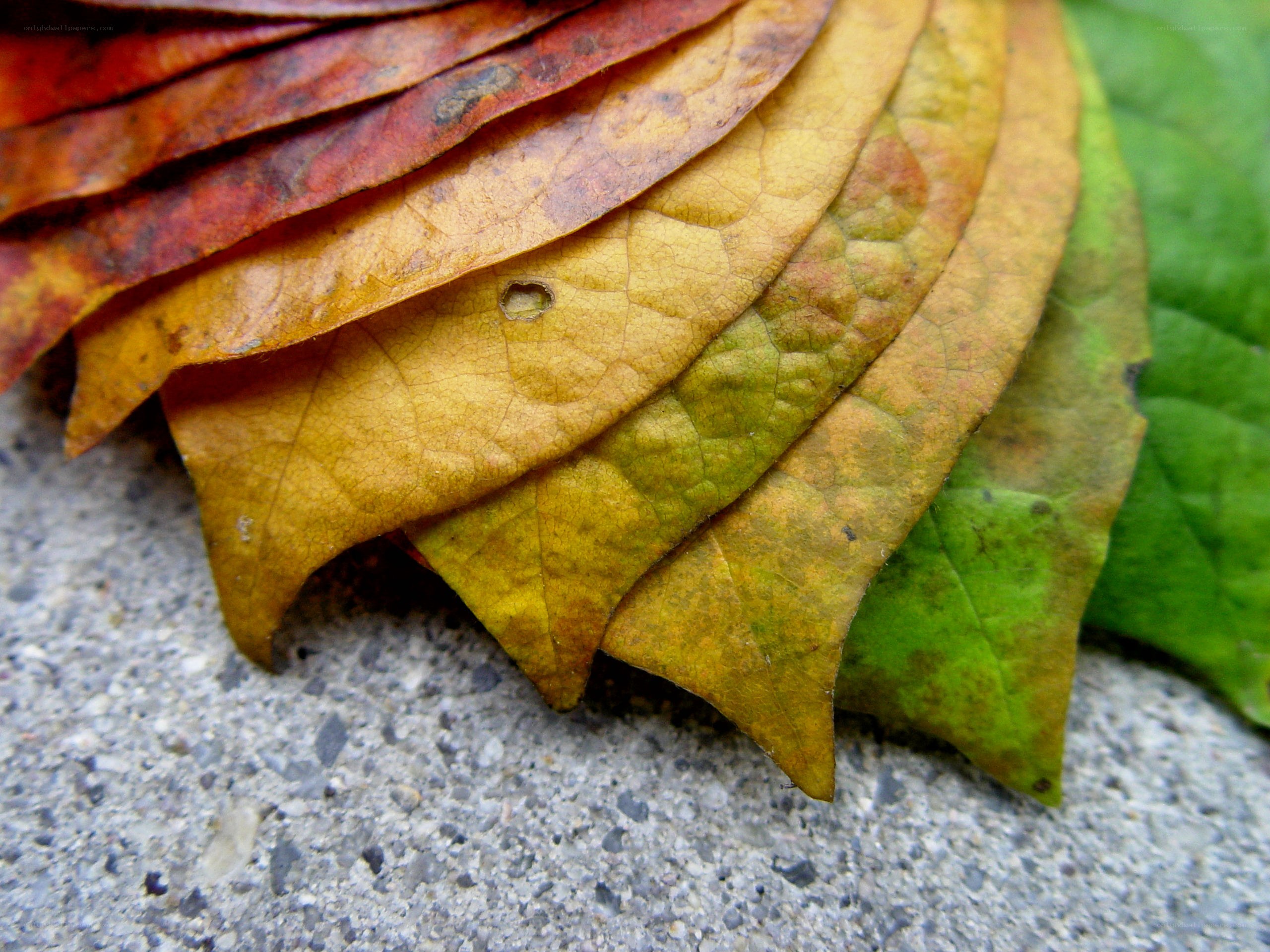 fall leaves on concrete