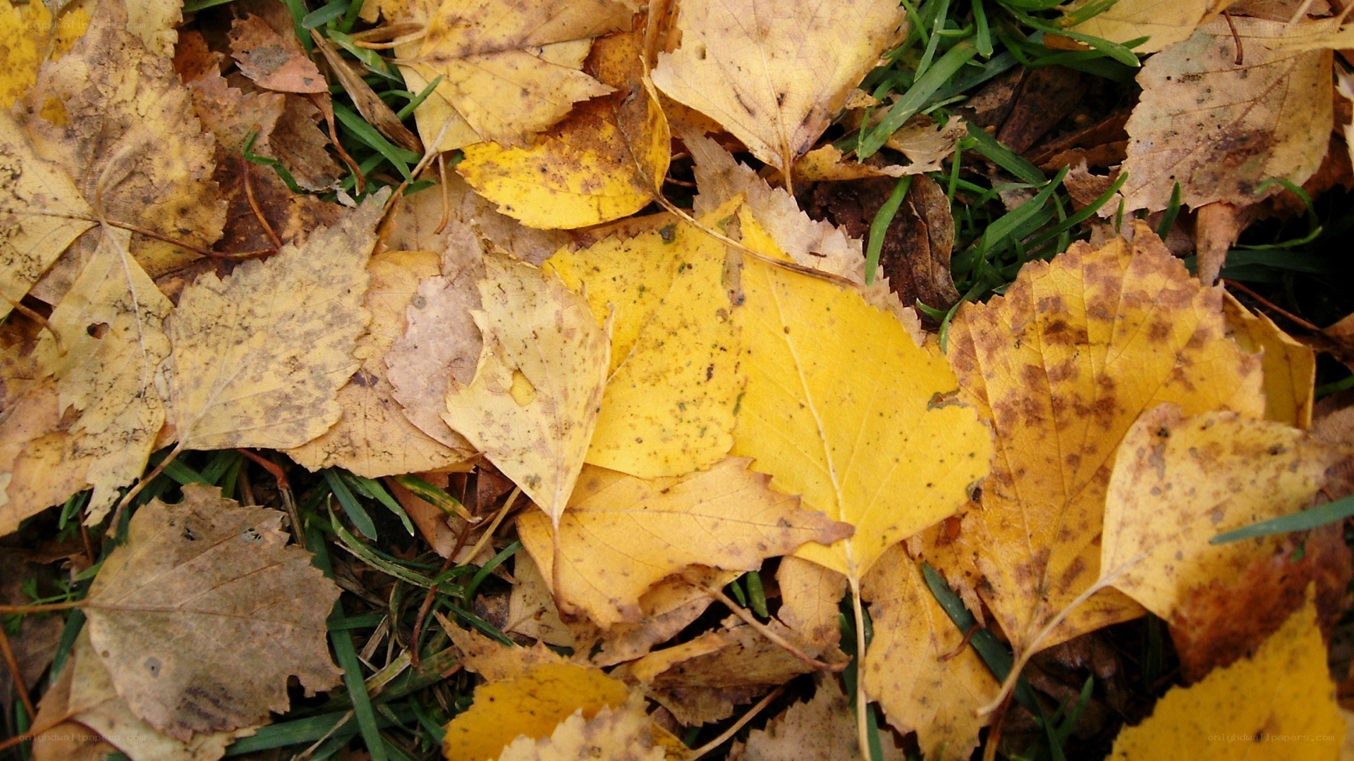 fall leaves on grass