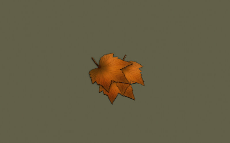 fall leaves on gray background