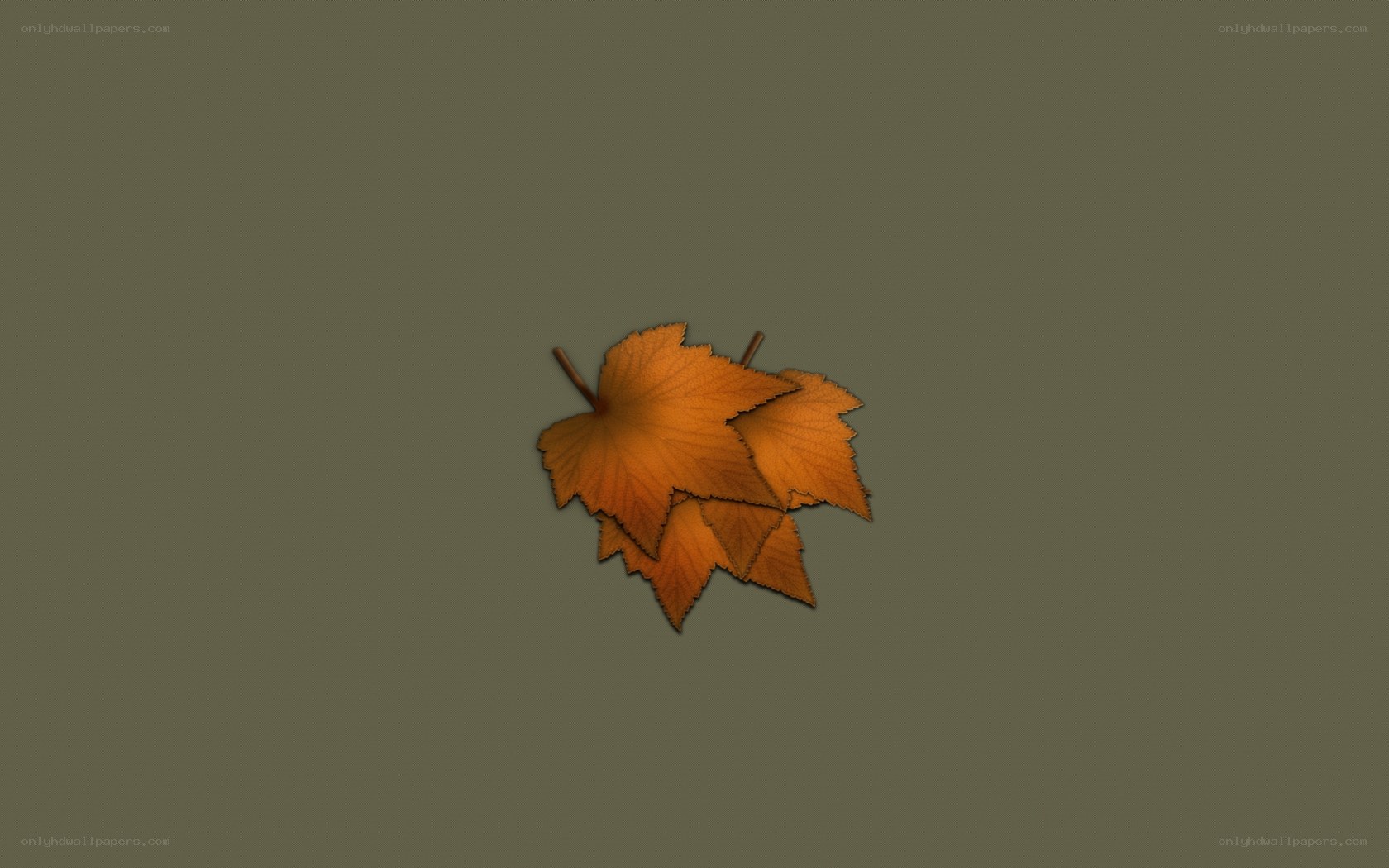 fall leaves on gray background