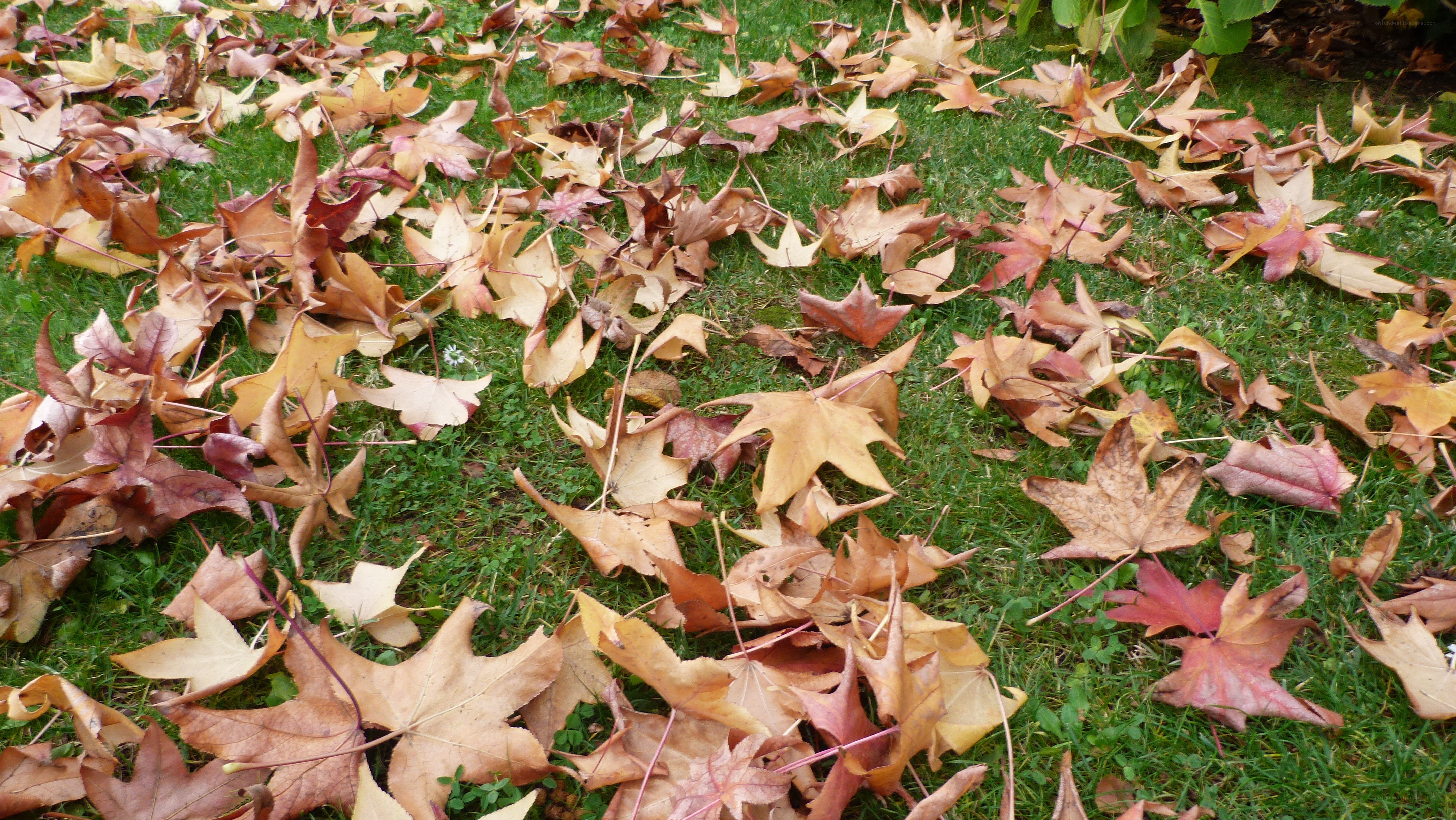 fall leaves on green grass
