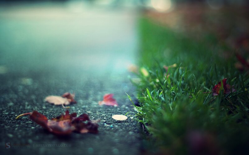 fall leaves on pavement