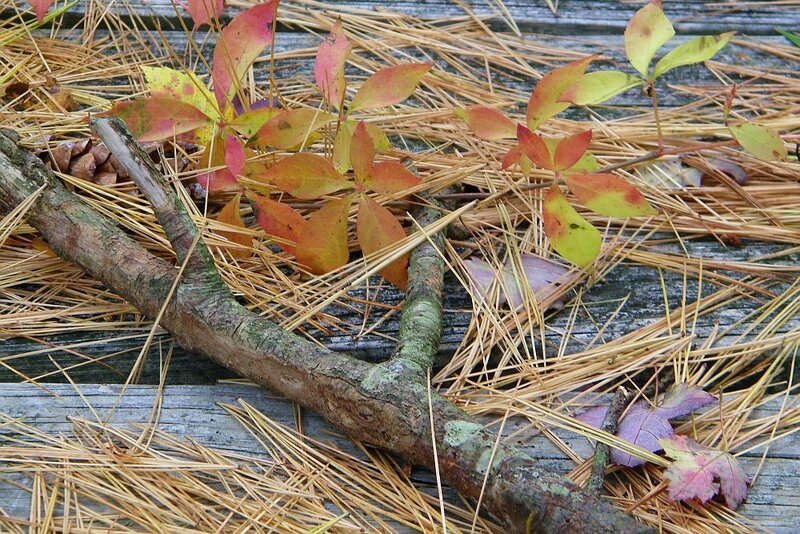 Fall leaves on pine needles