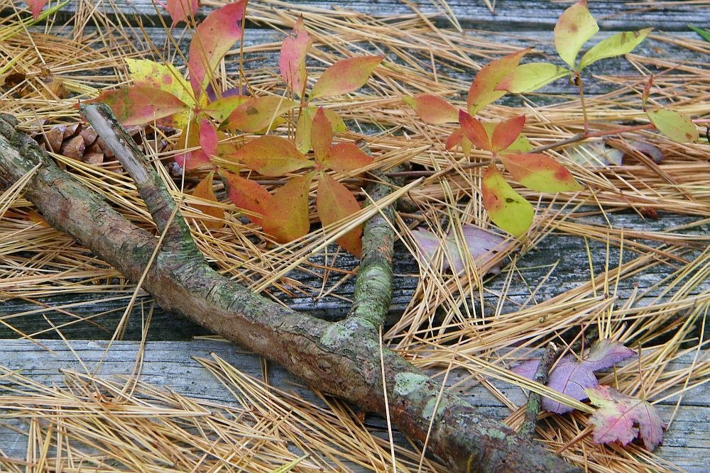 Fall leaves on pine needles